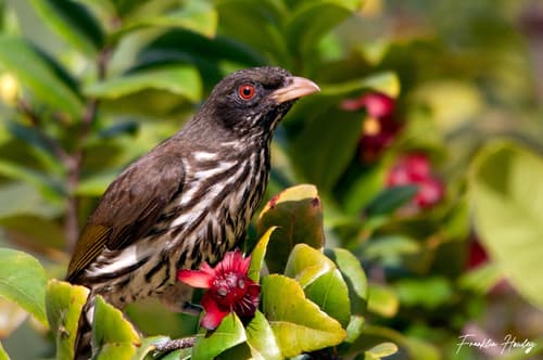 Palmchat