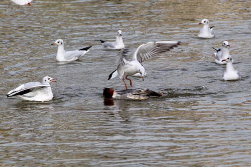Common Merganser