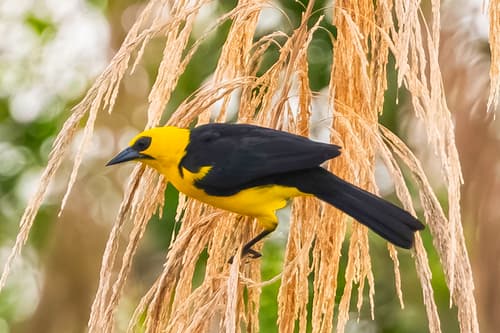 Oriole Blackbird