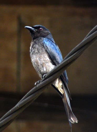 White-bellied Drongo
