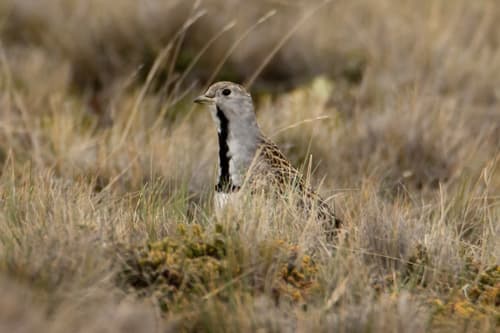 Least Seedsnipe
