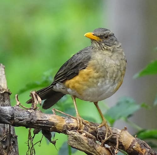 African Thrush