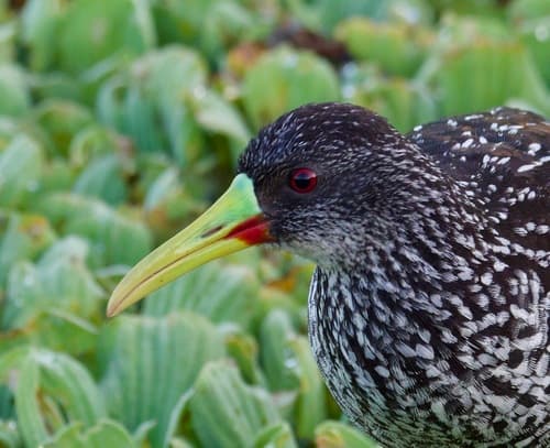 Spotted Rail