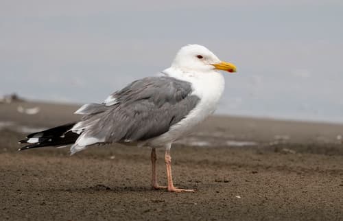 Mongolian Gull