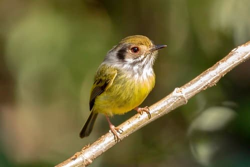 Eared Pygmy-Tyrant
