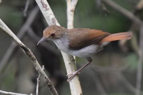 White-chested Babbler