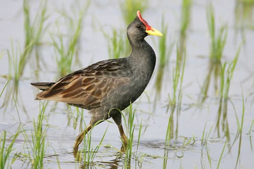 Watercock