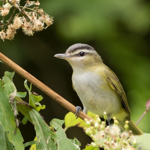 Chivi Vireo