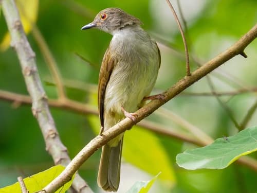 Spectacled Bulbul