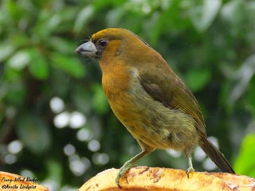 Prong-billed Barbet