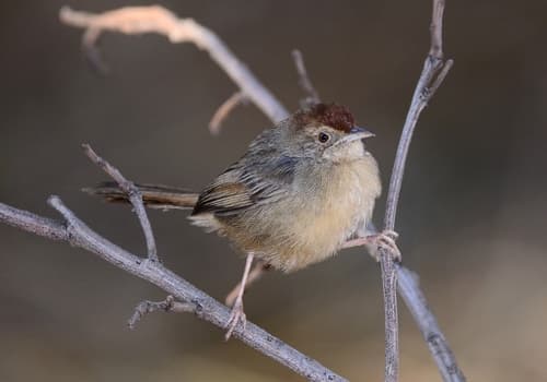 Rock-loving Cisticola