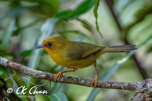 Golden Babbler