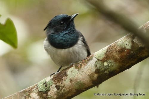 African Crested Flycatcher