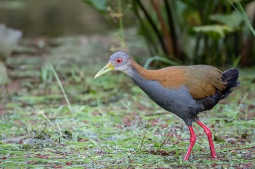 Slaty-breasted Wood-Rail