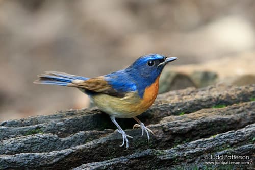 Chinese Blue Flycatcher
