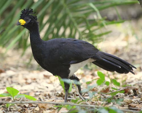 Bare-faced Curassow