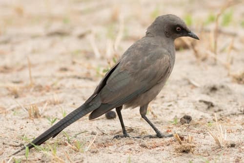 Ashy Starling