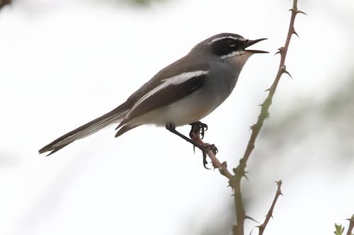 Fairy Flycatcher