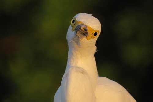 Snowy Egret