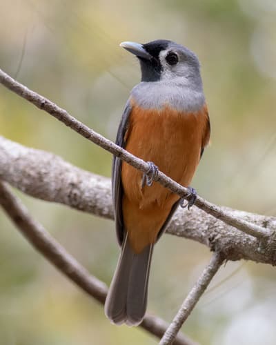 Black-faced Monarch