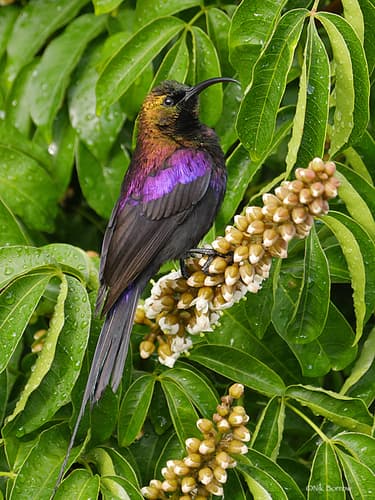 Tacazze Sunbird