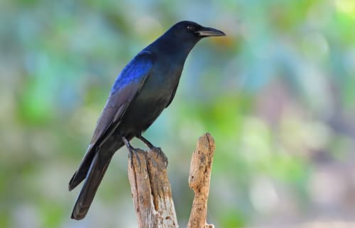 Sinaloa Crow