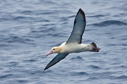 Short-tailed Albatross