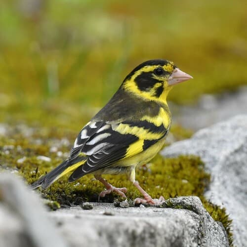 Yellow-breasted Greenfinch