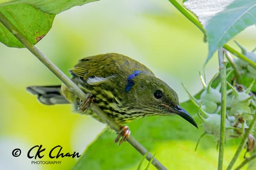 Purple-naped Spiderhunter