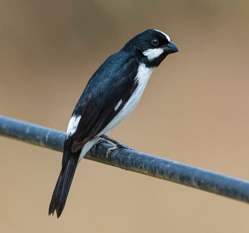 Lined Seedeater