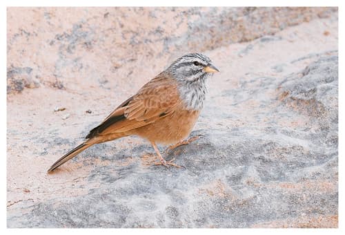 House Bunting