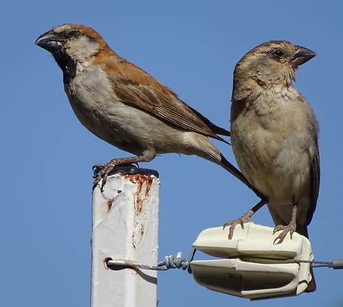 Great Rufous Sparrow