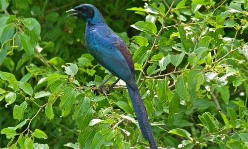 Meves's Starling