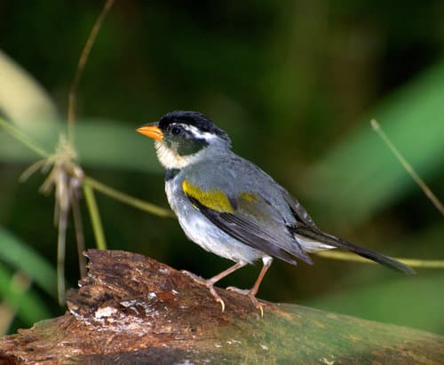 Saffron-billed Sparrow