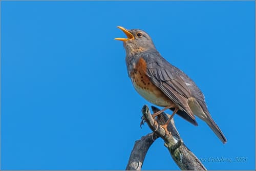 Grey-backed Thrush