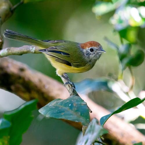 Rufous-crowned Greenlet