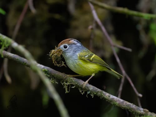 Chestnut-crowned Warbler