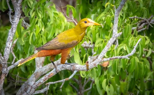 Green Oropendola