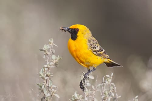Orange Chat