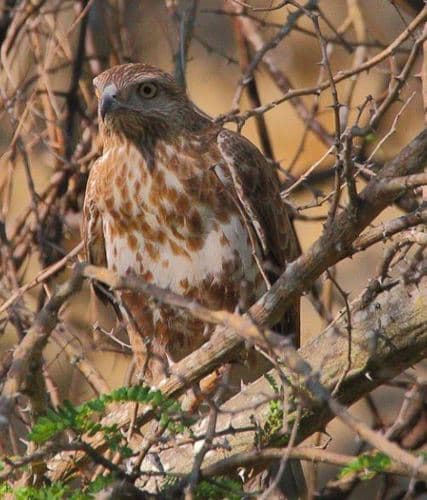 Madagascar Buzzard