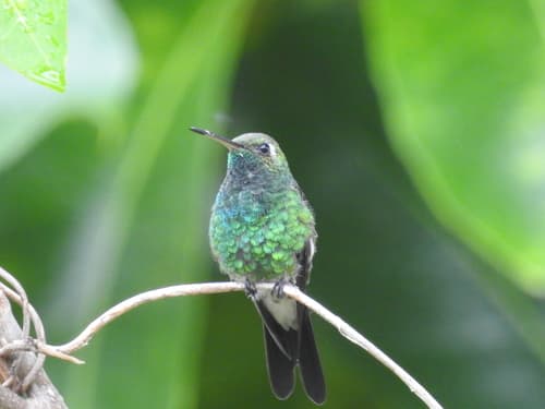 Cuban Emerald