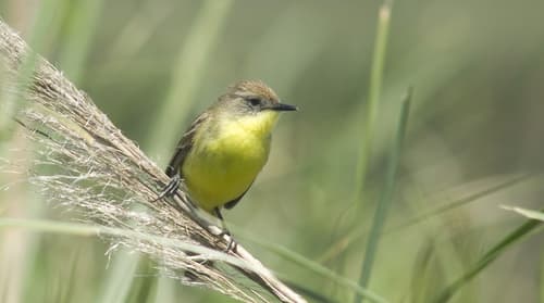 Warbling Doradito