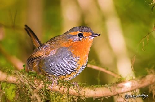 Chucao Tapaculo