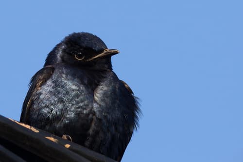 Southern Martin