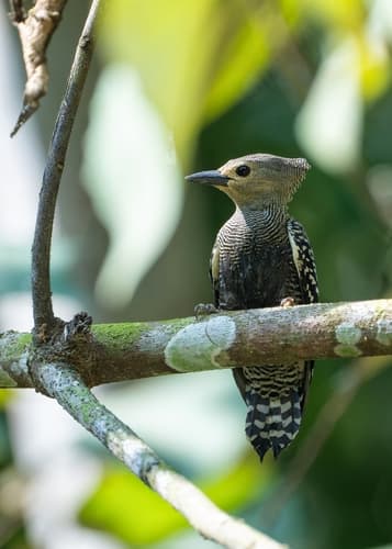 Buff-rumped Woodpecker