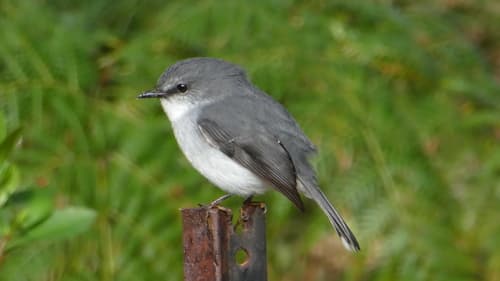 White-breasted Robin