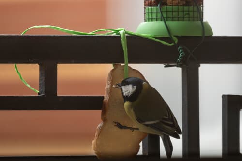 Great Tit