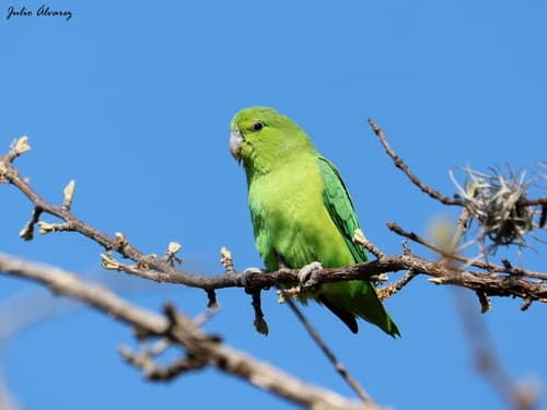Mexican Parrotlet