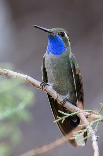 Blue-throated Mountain-gem