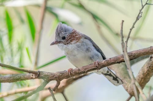 Indochinese Yuhina